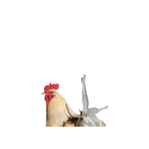 oekodorfbrodowin Sticker