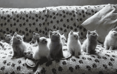 Black And White Kitten GIF