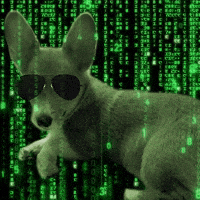 Funnydog GIFs - Find & Share on GIPHY