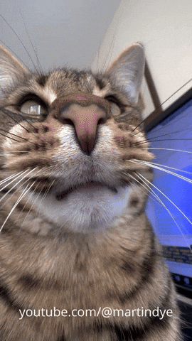 Cat GIF