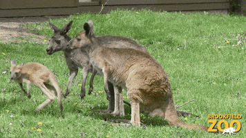 Baby Reaction GIF by Brookfield Zoo