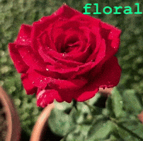 Flowers GIF