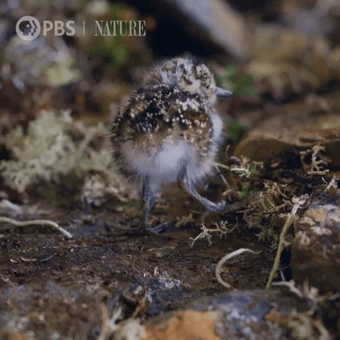 Baby Bird GIF by Nature on PBS