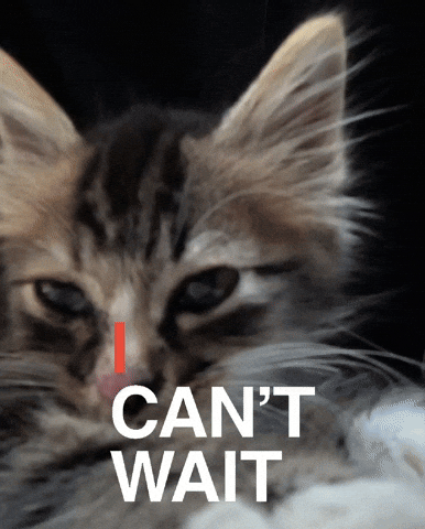 Cat Cant Wait GIF