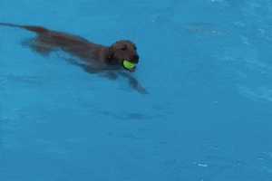 summer fun swimming GIF by Nebraska Humane Society