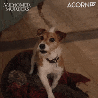 Excited Listen Up GIF by Acorn TV