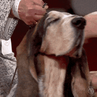 Bored Leave Me Alone GIF by American Kennel Club