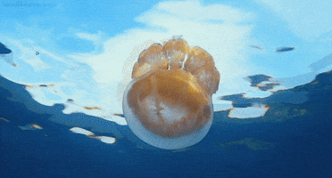 great migrations jellyfish GIF by Head Like an Orange