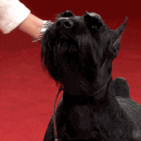 Hungry Feed Me GIF by American Kennel Club