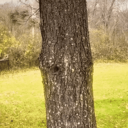 Sonic GIF