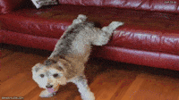 Perro Abandonado Gifs Get The Best Gif On Giphy