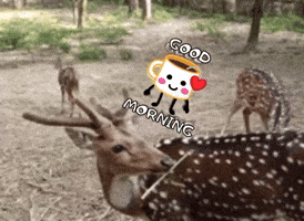 Goodmorning GIF
