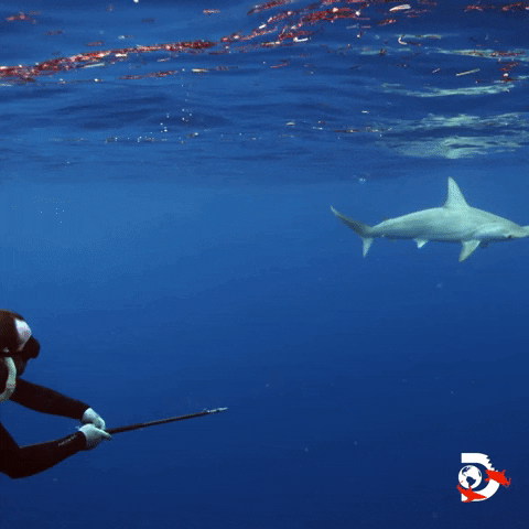 Discovery Channel Ocean GIF by Shark Week
