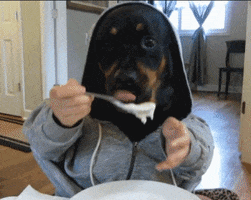 Hungry Dog Human GIF