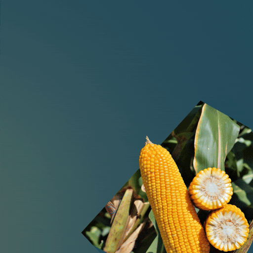 Nematoides GIF by Longping High Tech