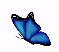 Blue-butterfly GIFs - Get the best GIF on GIPHY Blue-butterfly GIFs - Get the best GIF on GIPHY