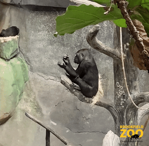 Gorilla Cute Animals GIF by Brookfield Zoo
