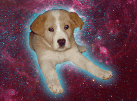 Dog In Space GIFs - Find & Share on GIPHY