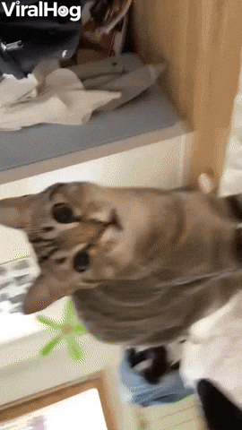 surprised cat face gif