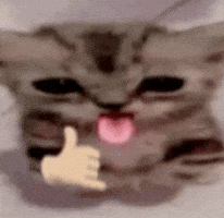 Cat Kitty GIF