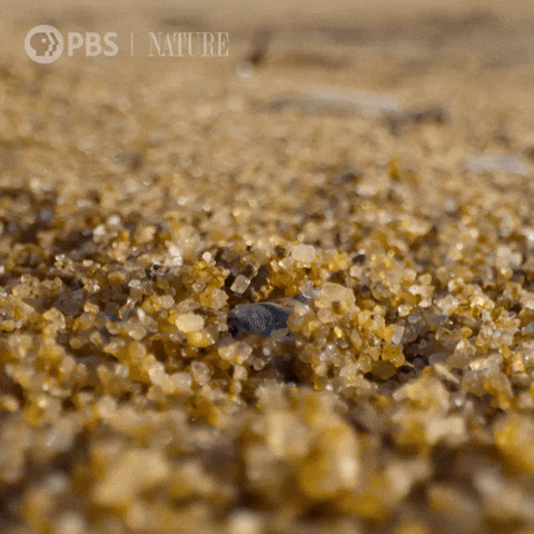 Beach Hello GIF by Nature on PBS