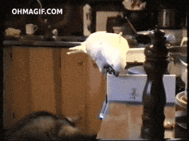 parrot helping GIF
