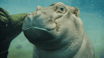 Close Up Smile GIF by San Diego Zoo Wildlife Alliance