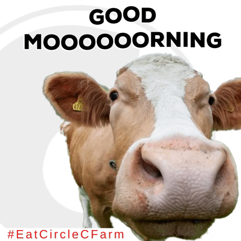 CircleCFarms morning cow circle c farm GIF
