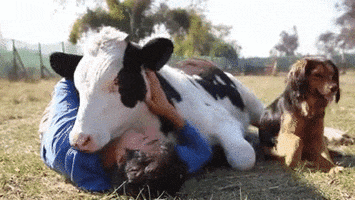 cow snuggles GIF
