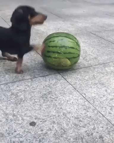 Video gif. Dachshund sees a watermelon and hops on top of it with all four paws. It walks on top of the watermelon, impressively keeping its balance.
