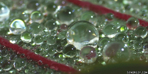 drops