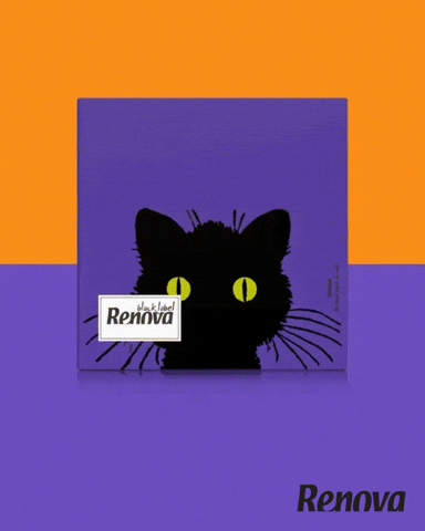 Sitting Black Cat GIF by MyRenova