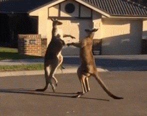 giphy.gif?cid=ecf05e47rzu0wm2rwu7538uhni
