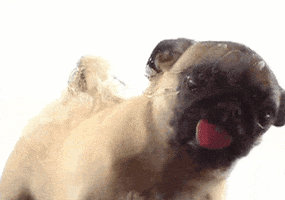 Dog Pug animated GIF