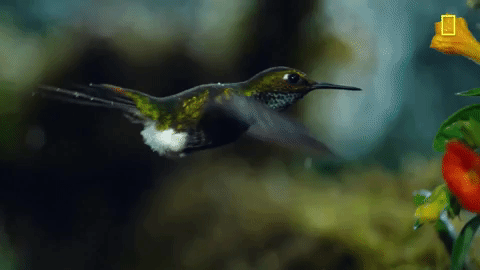 Nat Geo Jungle GIF by National Geographic Channel - Find & Share on GIPHY