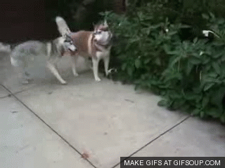 husky