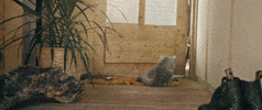 Cat Door GIF by Dennis Lloyd