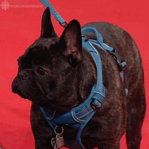 look up french bulldog GIF by CBC