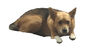 Dog Fun Sticker by Violet Office