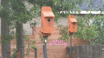 Bluebirds GIF