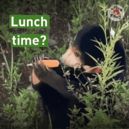 Eat Bon Appetit GIF by FOUR PAWS