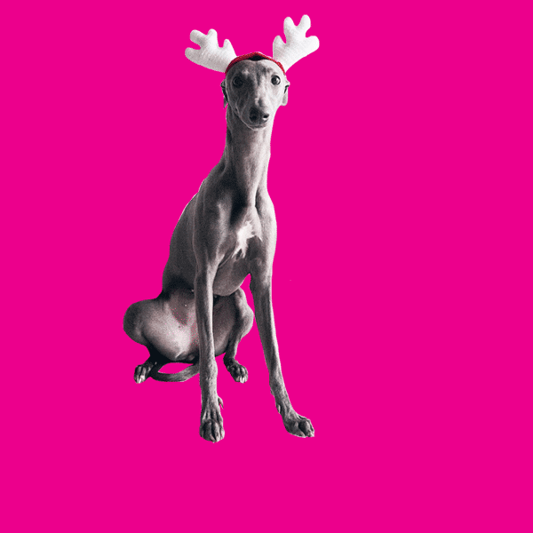 Ohdeerdog GIFs Get the best GIF on GIPHY