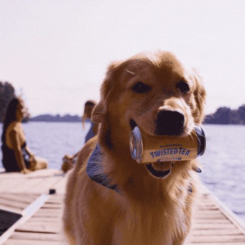 Ad gif. Golden Retriever's ears perk up while it holds a can of Twisted Tea in its mouth, standing on a dock.