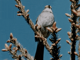 Bird Tweet GIF by Archives of Ontario | Archives publiques de l'Ontario