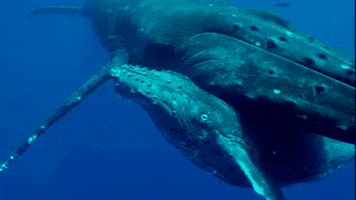 Baby Animals Ocean GIF by PBS