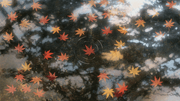 Your Name Japan GIF by All The Anime — Anime Limited Your Name Japan GIF by All The Anime — Anime Limited