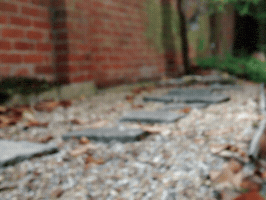 Cat GIF