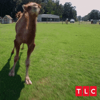 Excited Run GIF by TLC