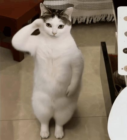 Cat GIF