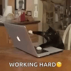 Work Hard For My Cat GIFs - Get the best GIF on GIPHY